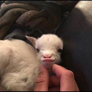 Meet your Posher, Natalia